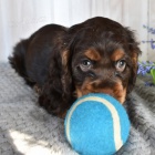 �t��ata kokr�pan�la k adopci.