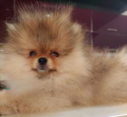 Pomo�ansk� �pic �t�n�