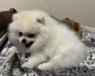pomeranian MINI �t�n�