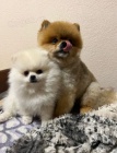 pomeranian MINI �t�n�