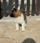 Americk� Akita �t��ata