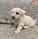 �t��ata Bi�onka