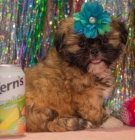 Kr�sn� �t���tka shih tzu