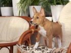 �t��ata Basenji p�ipravena k adopci.