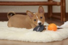 N�dhern� �t��ata Basenji k adopci.