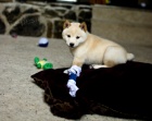 �istokrevn� �t��ata Shiba Inu