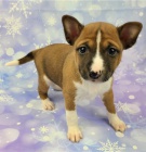 Roztomil� �t��ata Basenji