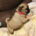 Prod�m kr�sn� mini o�kovan� �t��ata b�ov�ho mopse