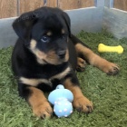 Prod�m kr�sn�, zdrav�, o�kovan� a od�erven� �t��ata rotvajlera.