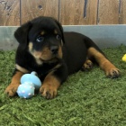 Prod�m kr�sn�, zdrav�, o�kovan� a od�erven� �t��ata rotvajlera.