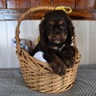 Prod�m zdrav� a hygienicky vycvi�en� �t��ata kokr�pan�la.