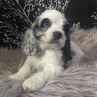 Prod�m zdrav� a hygienicky vycvi�en� �t��ata kokr�pan�la.