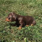 Prod�m zdrav� a kr�sn� �t��ata trpasli��ho 