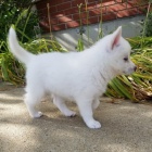 Prod�m �t��ata Pomskies (k��enec sibi�sk� husky a pomeranian)