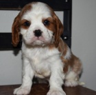 �t��ata King Charles �pan�l� k adopci