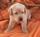 Prod�m zdrav� �t��ata labradorsk�ho retr�vra.