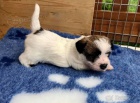 Prod�m kr�sn� a rozko�n� �t���tka jack russell teri�ra.