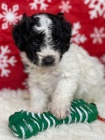 n�dhern� a zdrav� �t��ata Aussiedoodle na prodej.
