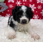 n�dhern� a zdrav� �t��ata Aussiedoodle na prodej.