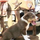 Prod�m �t��ata border kolie