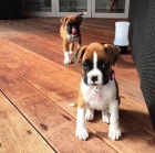 Prod�m kr�sn�, zdrav�, o�kovan� a od�erven� �t��ata n�meck�ho boxera