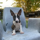 Prod�m kr�sn�, o�kovan� a od�erven� �t��ata anglick�ho bulteri�ra, fenky a pejska. 