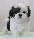 Prod�m kr�sn� �t���tka feny a pejska mini SHIH TZU