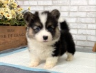 Prod�m kr�sn� a and�lsk� mini o�kovan� �t��ata Pembroke Welsh Corgi.