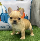 Prod�m o�kovan� �t��ata francouzsk�ho buldo�ka.