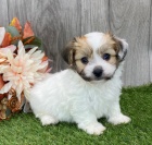 �t��ata havanese na prodej.