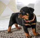 �t��ata rotvajler�