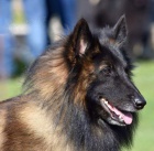 Belgick� ov��k Tervueren - �t���tka s PP