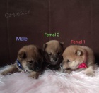 Shiba Inu �t��ata