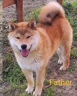 Shiba Inu �t��ata
