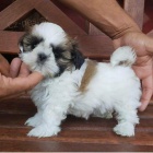 Prod�m �t��ata Shih Tzu