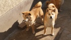Shiba Inu �t��ata