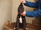 Cane Corso �t��ata