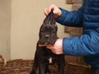 Cane Corso �t��ata