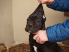 Cane Corso �t��ata