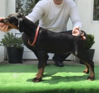 Dobrman �t��ata