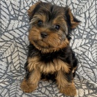 Kr�sn� �t���tka jork��rsk�ho teri�ra do nov�ho domova