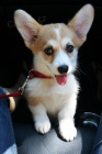 N�dhern� �t�n� Welsh Corgi Pembroke k adopci.