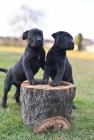 Cane Corso �t��ata