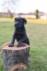Cane Corso �t��ata