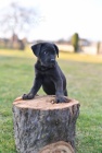 Cane Corso �t��ata