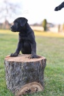 Cane Corso �t��ata