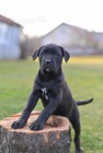 Cane Corso �t��ata
