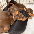 Prod�m zdrav� mini �t��ata jezev��ka hladkosrst�.