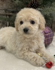 Prod�m ZDRAV� a O�KOVAN� �t��ata bichonpoo.