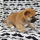 Prod�m roztomil� mini o�kovan� a od�erven� �t���tka SHIBA INU